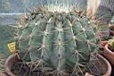 FEROCACTUS ELECTROCANTHUS.jpg